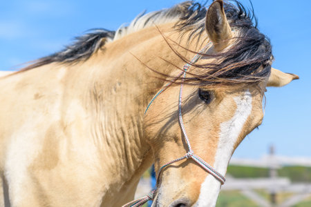 Portrait of a horse close up. Photographed in the open air.の写真素材