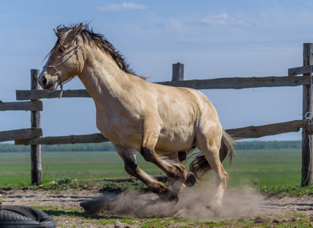 Horse in the paddock on the ranch galloping.の写真素材