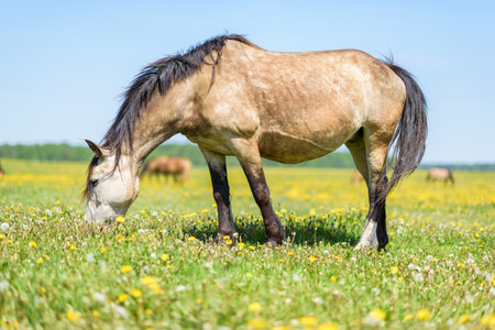 A lone horse grazes in a field of dandelions against the sky.の写真素材