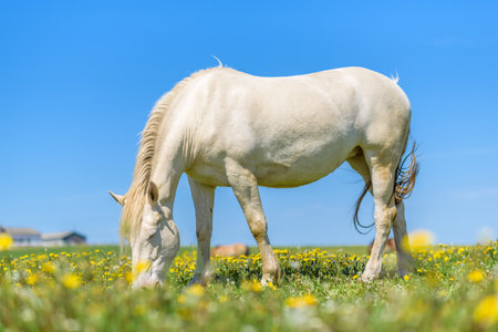 A lone horse grazes in a field of dandelions against the sky.の写真素材