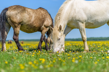 A pair of horses grazing in the meadow.の写真素材
