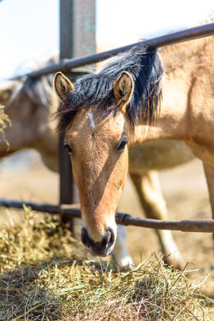 Horses eat in a hay stall on a sunny day.の写真素材