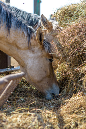 Horses eat in a hay stall on a sunny day.の写真素材