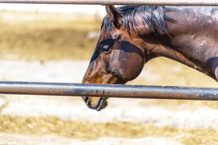 The horse stands in a stable in the summer.の写真素材