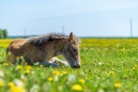 Young foal resting on a field of dandelions.の写真素材