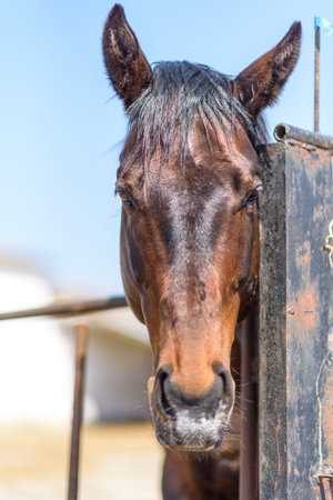 Portrait of a horse in a stall close-up on a summer ranch.の写真素材