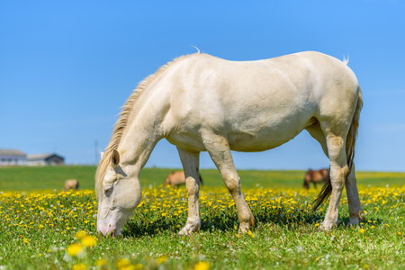 A lone horse grazes in a field of dandelions against the sky.の写真素材