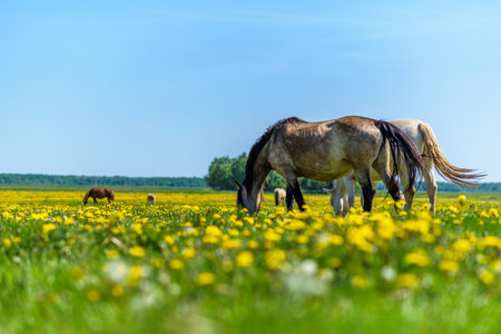 A pair of horses grazing in the meadow.の写真素材
