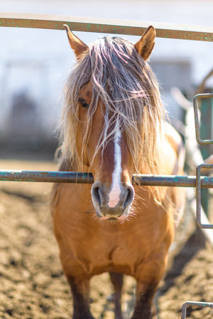 Portrait of a horse in a stall close-up on a summer ranch.の写真素材