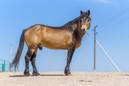 Portrait of a horse, in the summer on a sunny day.の写真素材