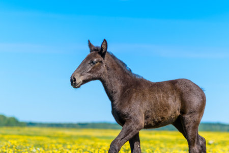 A lone horse grazes in a field of dandelions against the sky.の写真素材