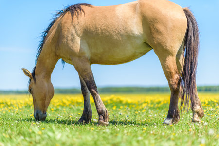 A lone horse grazes in a field of dandelions against the sky.の写真素材