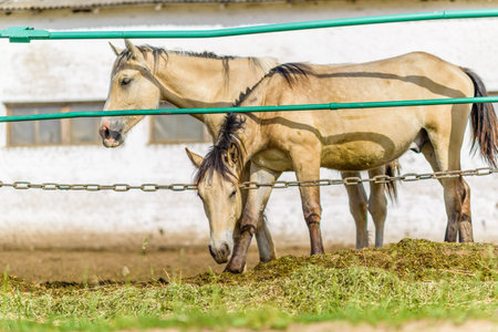 The horse in the stable is eating hay.の写真素材