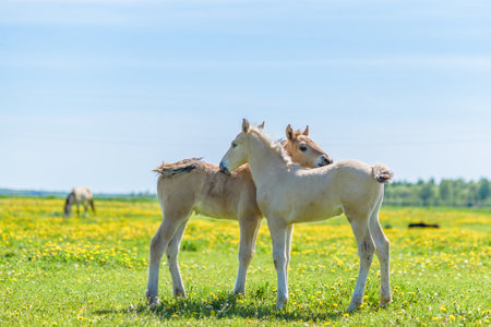 Two foals on a dandelion field.の写真素材