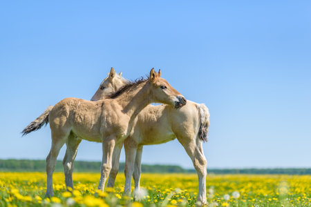Foal with a mare in a field of dandelionsの写真素材