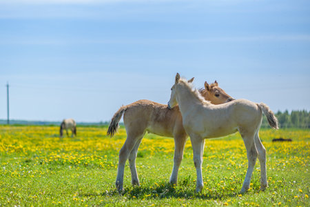 Foal with a mare in a sunny meadow in spring