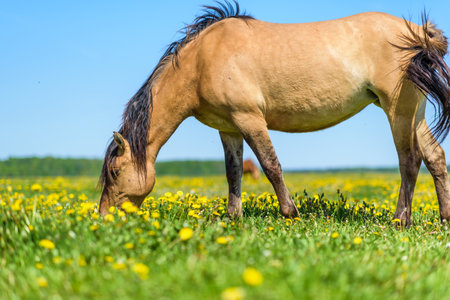 A horse in the pasture eats grass, in summer in sunny weather. It is photographed close-up.の写真素材
