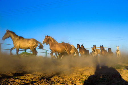 A herd of horses running on a farm in the dust.