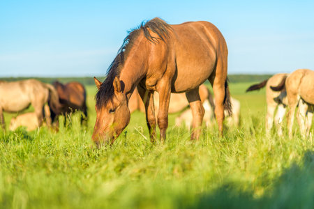 A horse in the pasture eats grass, in summer in sunny weather. It is photographed close-up.の写真素材
