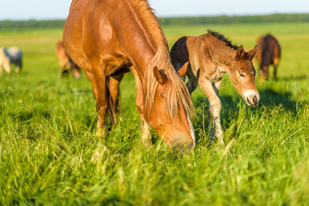 A horse in the pasture eats grass, in summer in sunny weather. It is photographed close-up.の写真素材