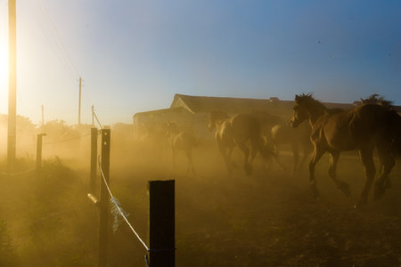 A herd of horses running on a farm in the dust.の写真素材