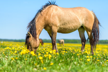 A lone horse grazes in a field of dandelions against the sky.の写真素材
