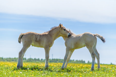 Two foals on a dandelion field.の写真素材