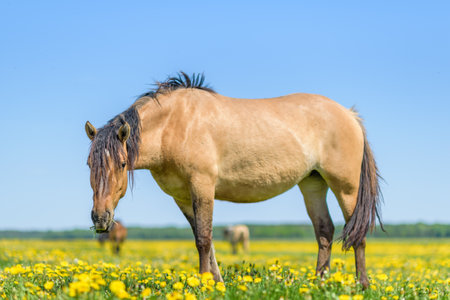 A lone horse grazes in a field of dandelions against the sky.
