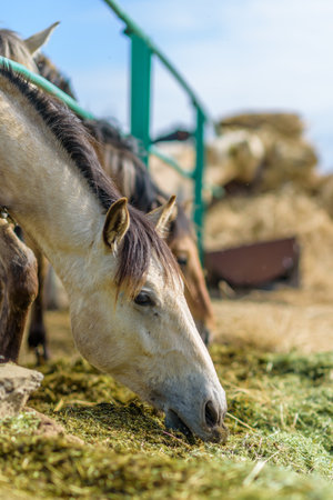 The horse in the stable is eating hay.の写真素材
