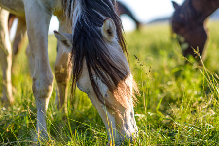 A horse in the pasture eats grass, in summer in sunny weather. It is photographed close-up.の写真素材