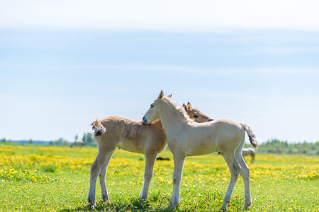 Two foal on a dandelion field.の写真素材