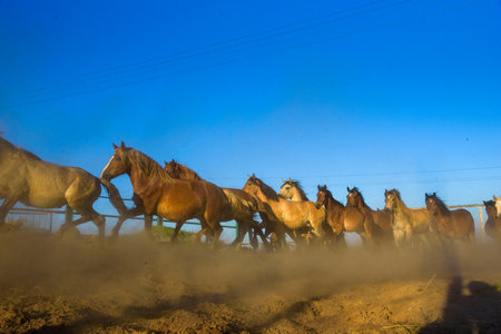 A herd of horses running on a farm in the dust.の写真素材