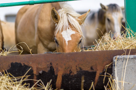 The horse in the stable is eating hay.の写真素材