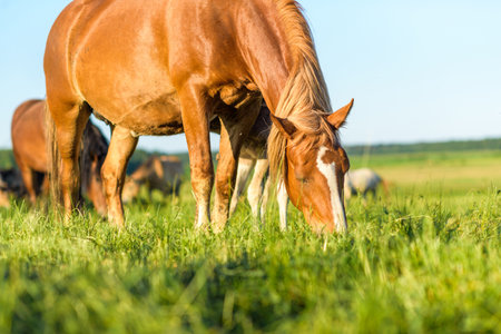 A horse in the pasture eats grass, in summer in sunny weather. It is photographed close-up.の写真素材