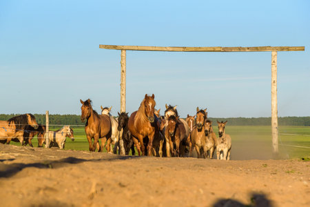 A herd of horses running on a farm in the dust.の写真素材