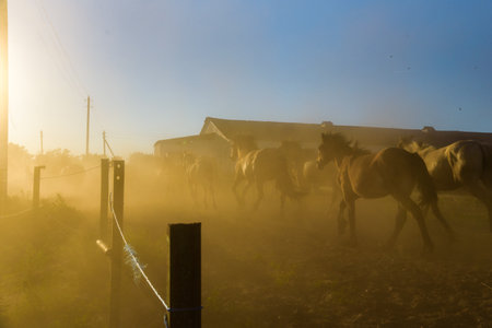 A herd of horses running on a farm in the dust.