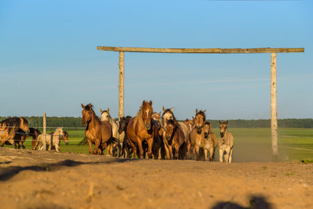 A herd of horses running on a farm.の写真素材