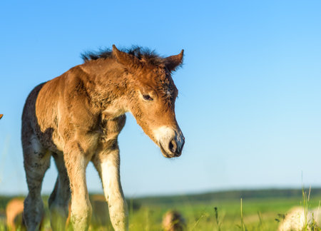Young foal frolics on the field.の写真素材