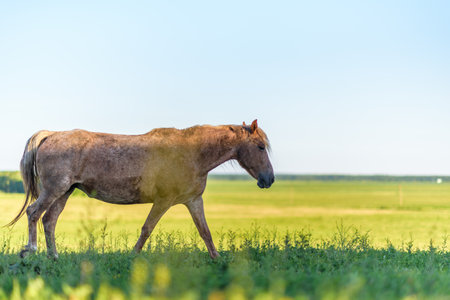 Lonely horse grazing in a park meadow.の写真素材