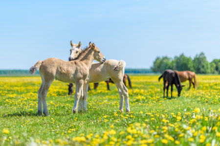 Two foals on a dandelion field.の写真素材