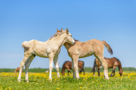 Two foals on a dandelion field.の写真素材