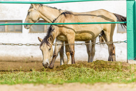 The horse in the stable is eating hay.の写真素材