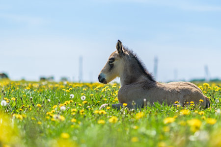 Young thoroughbred foal resting in a meadow.の写真素材