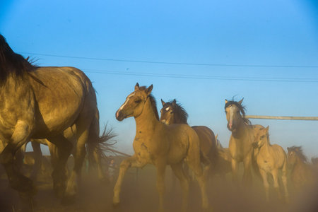 A herd of horses running on a farm in the dust.の写真素材