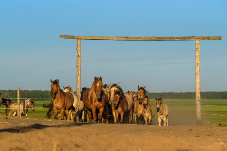 A herd of horses running on a farm in the dust.の写真素材