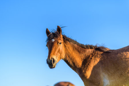 Portrait of a horse close up. Photographed in the open air.の写真素材