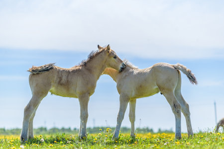 Two foals on a dandelion field.の写真素材