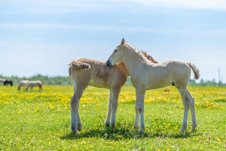 Two foals on a dandelion field.の写真素材
