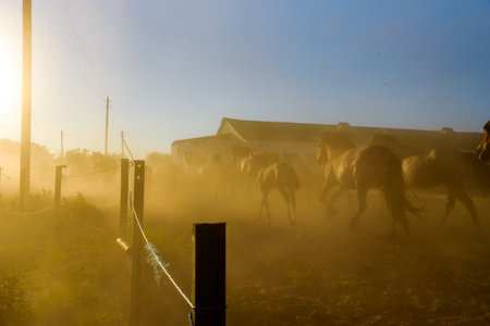 A herd of horses running on a farm in the dust.の写真素材