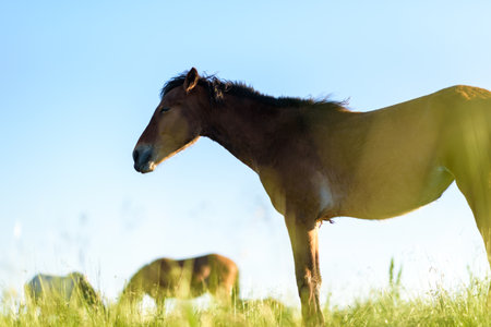 Lonely horse grazing in a park meadow.の写真素材